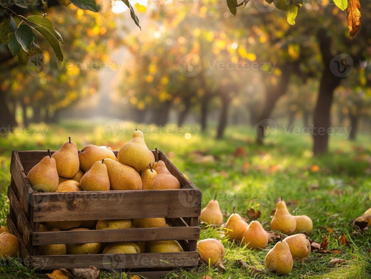 Pears collected in a wooden crate on a sunny autumn afternoon photo
