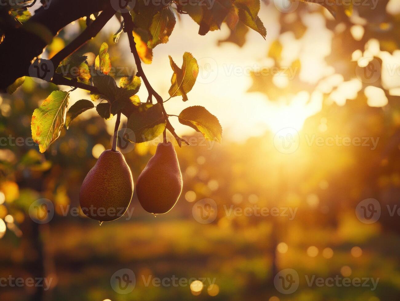 Pears hanging from tree branches at sunset in orchard photo