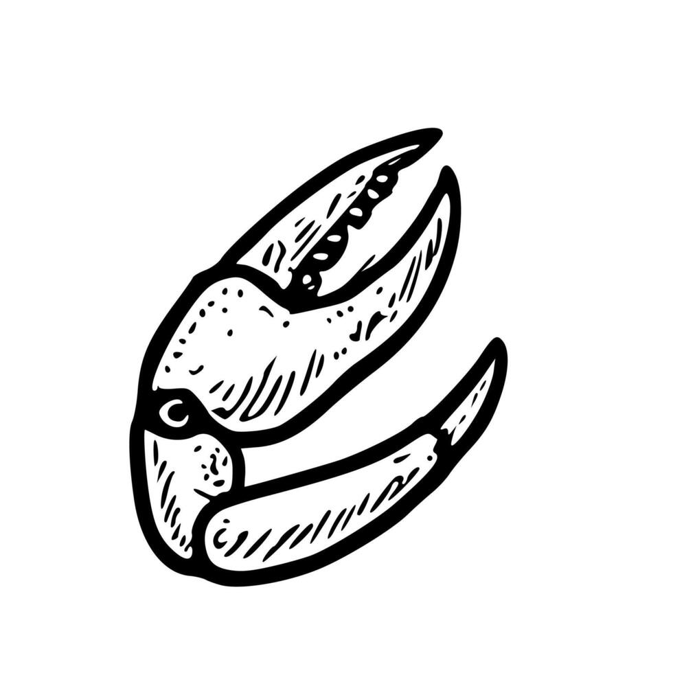 Hand Drawn Simple Crab Claw Illustration for Marine and Seafood Concept vector
