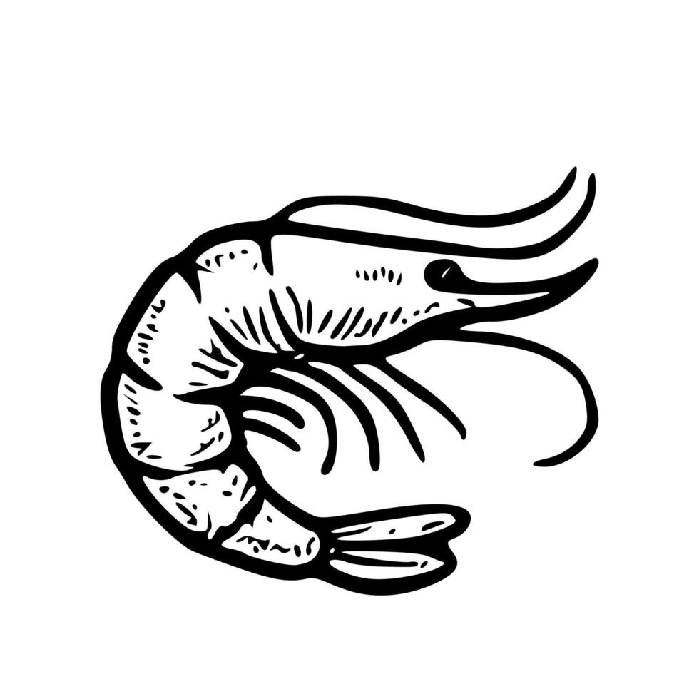 Outline Handdrawn Shrimp Seafood Animal Icon Illustration vector