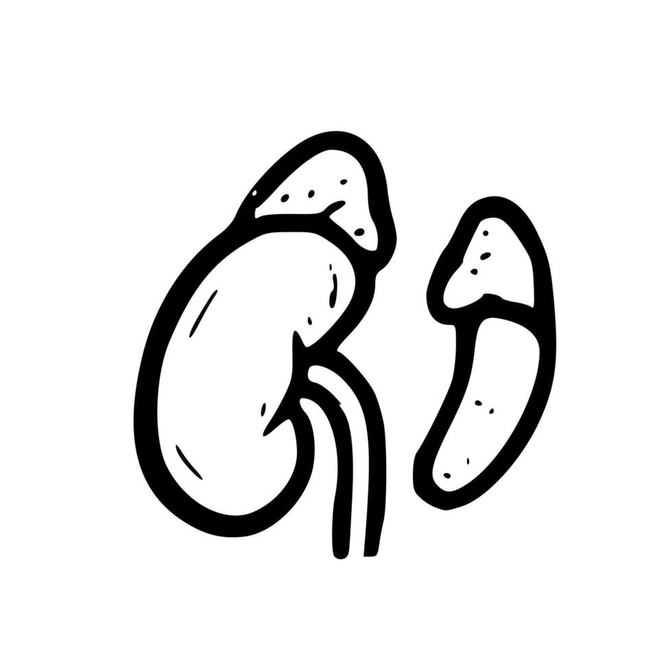 Handdrawn Outline Kidney Shape Simple Style Isolated Anatomical Illustration vector