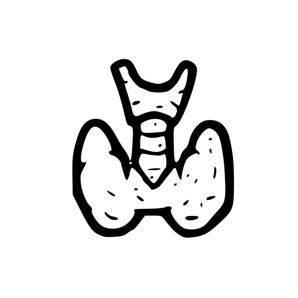 Simple Black and White Thyroid Gland Anatomical Organ Line Art vector