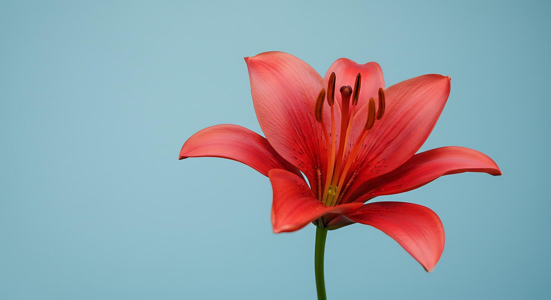 A red lily is shown against a blue background photo