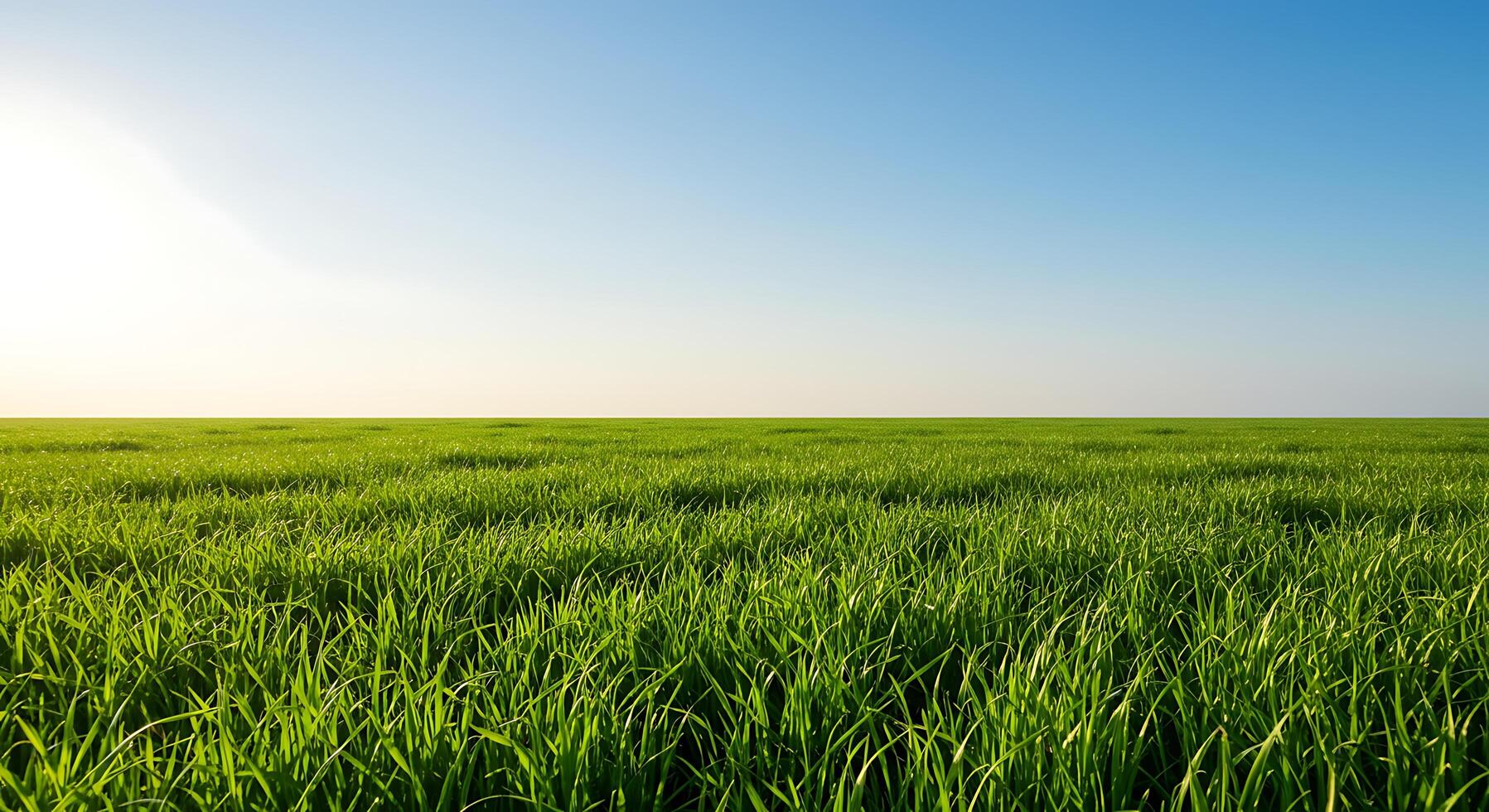 Green field with sun shining over it photo
