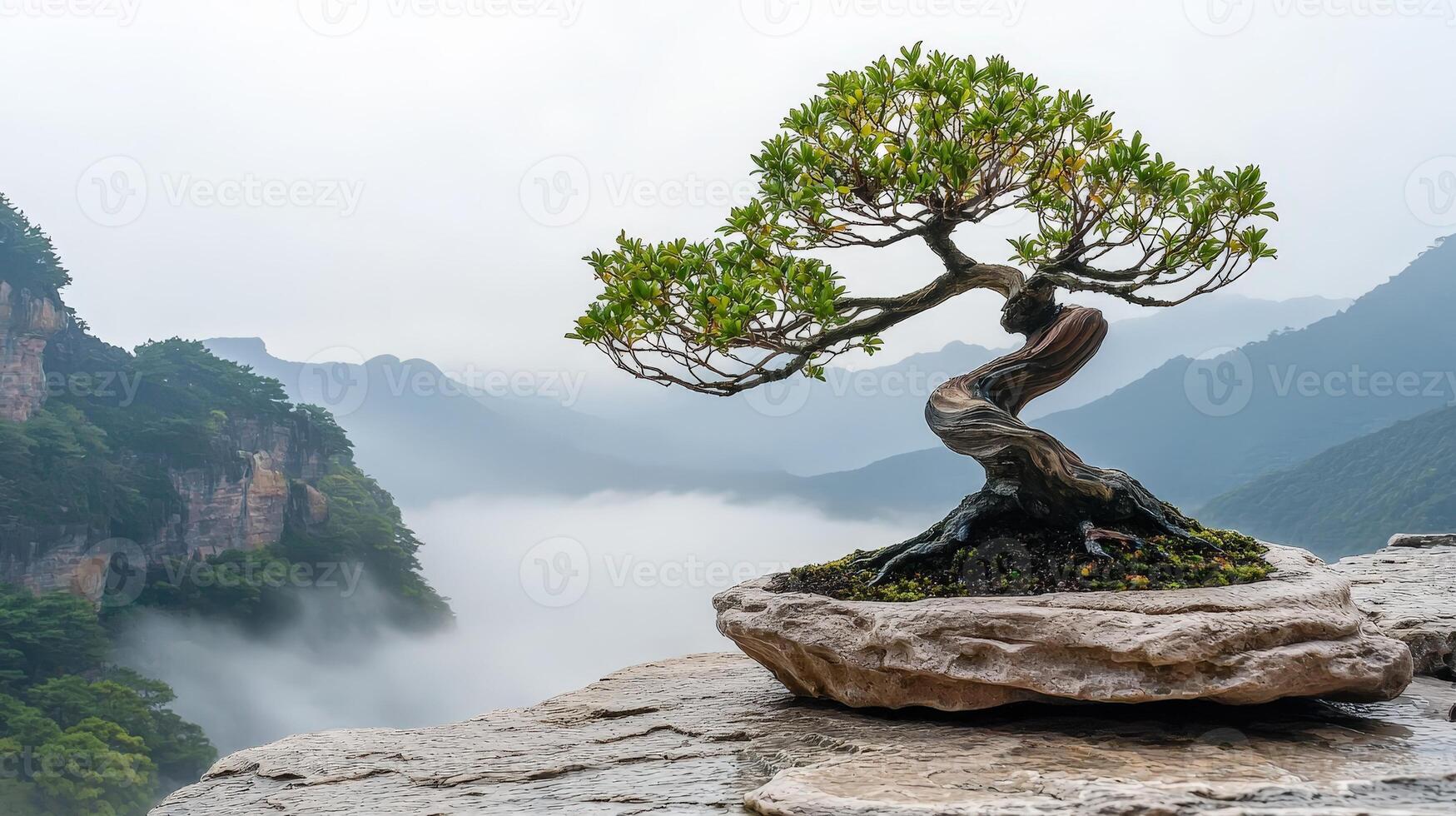 Bonsai tree in the mountains photo