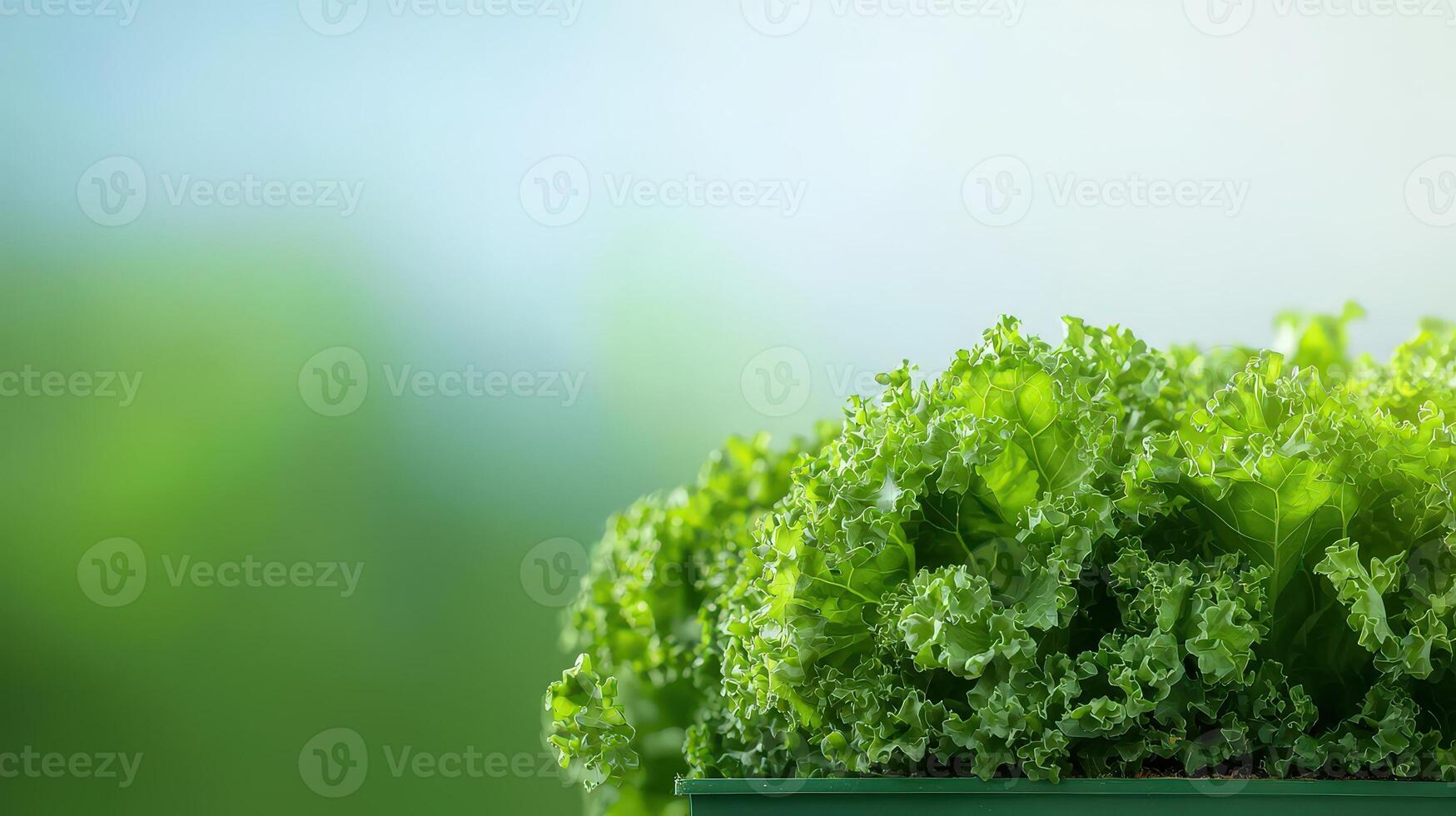 A close up of a green leafy vegetable in a container photo