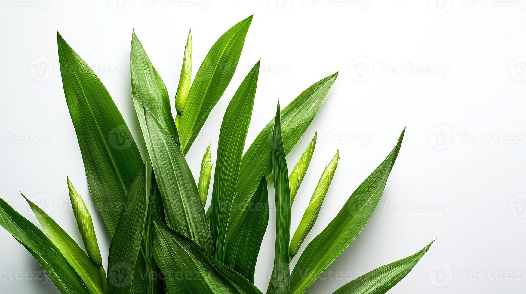 Green plant on white background with copy space photo