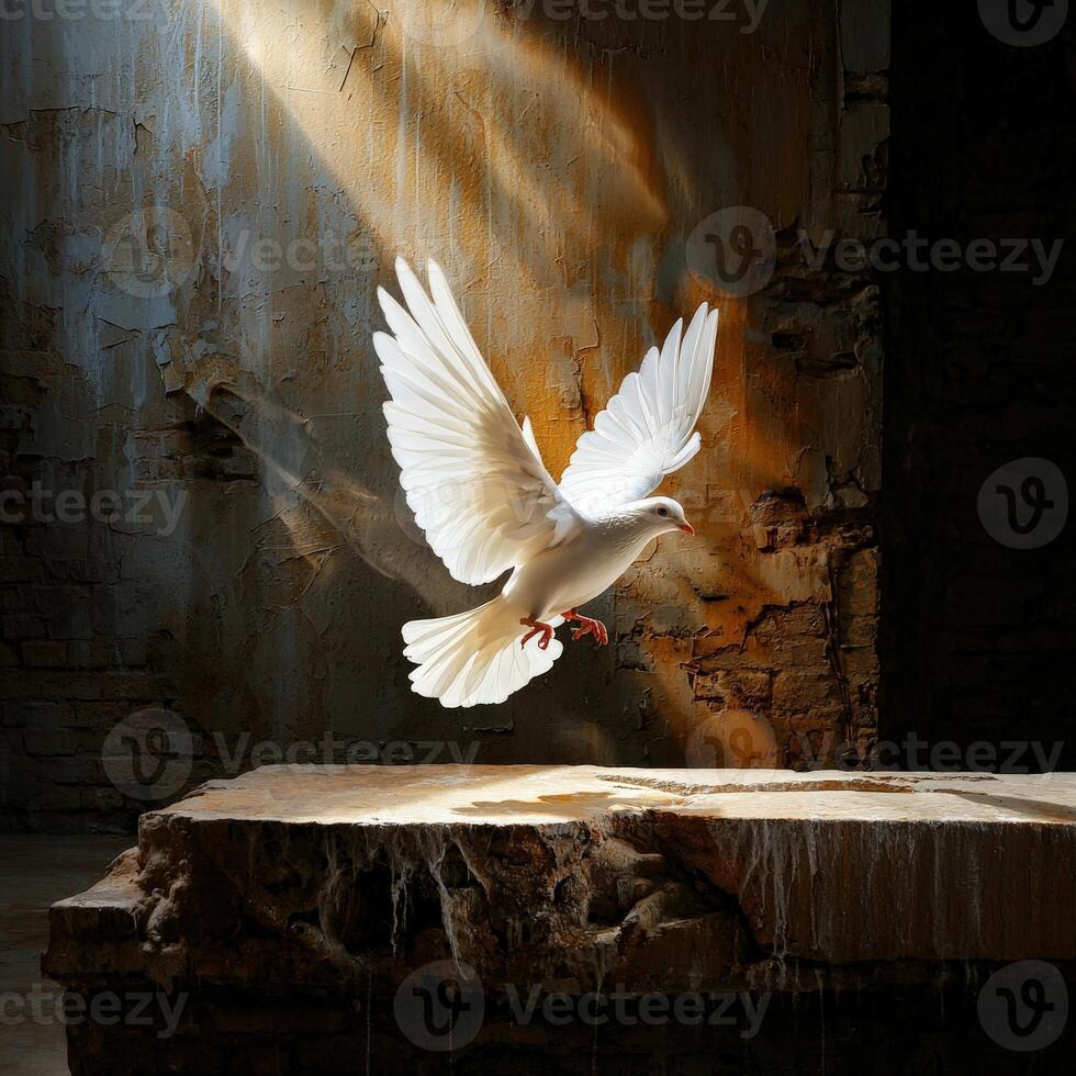 A white dove flying over a stone ledge photo