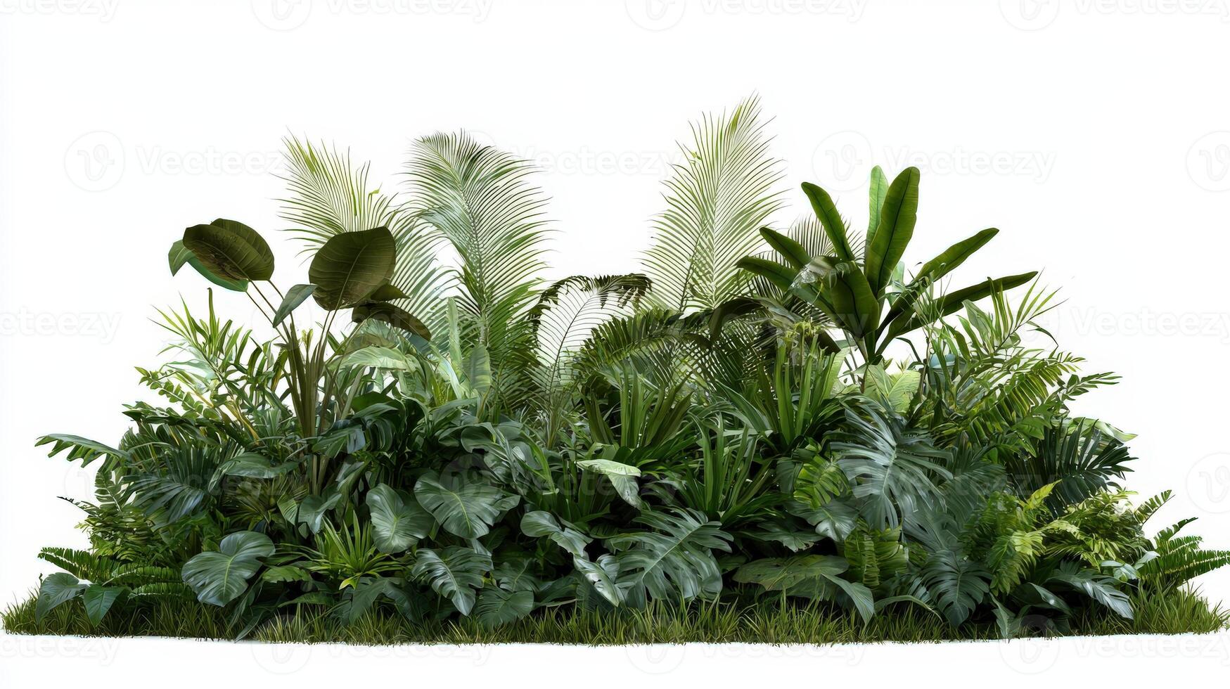 A large group of tropical plants on a white background photo