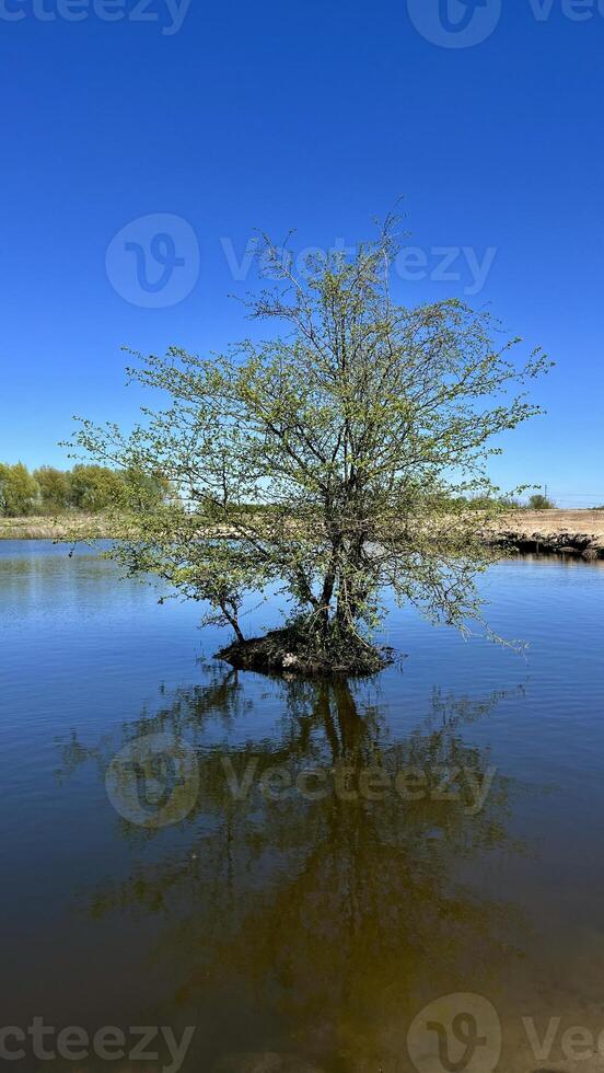 Lonely tree surrounded by water. Natural landscape. Poland. photo