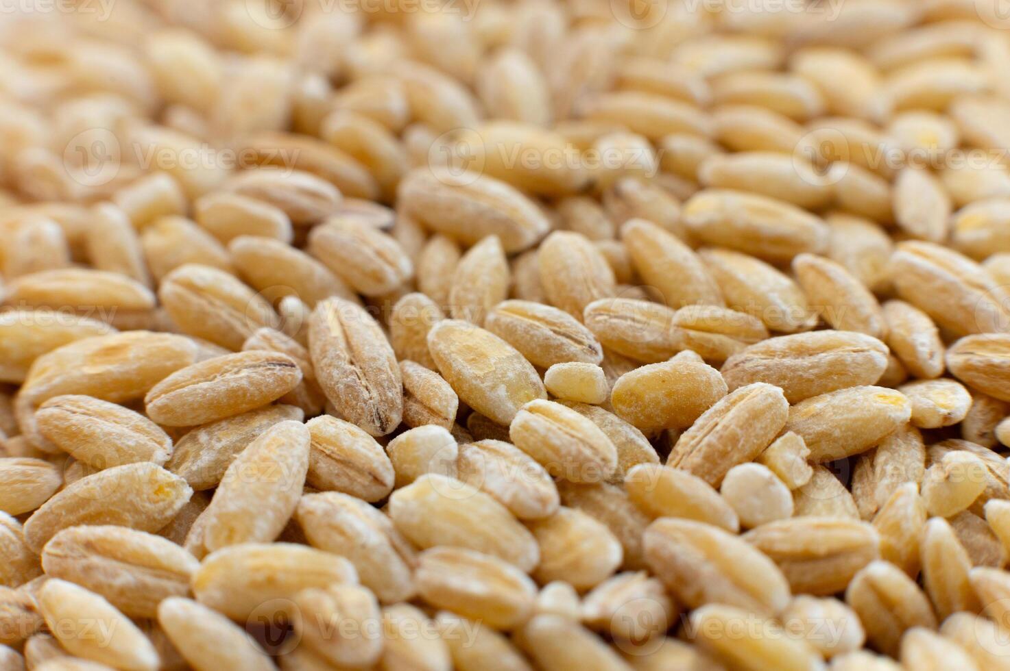 Close-up macro shot of spelt grains in soft focus. Raw healthy grains. Side view. photo