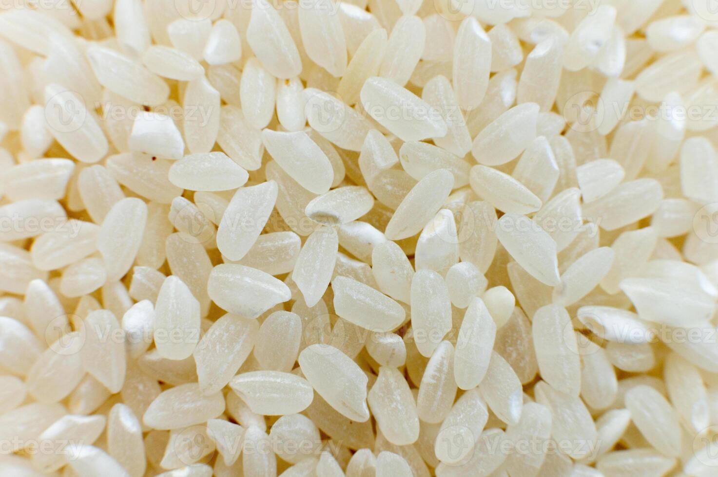 Close-up macro shot of white polished rice in shallow depth of field. Macro raw grain in soft focus photo