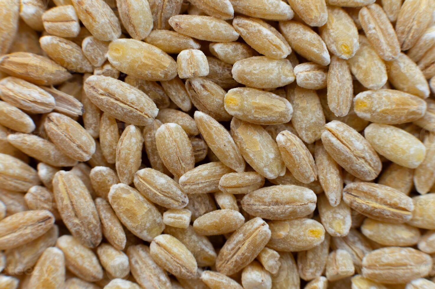 Close-up macro shot of spelt grains in soft focus. Raw healthy grains. Top view photo