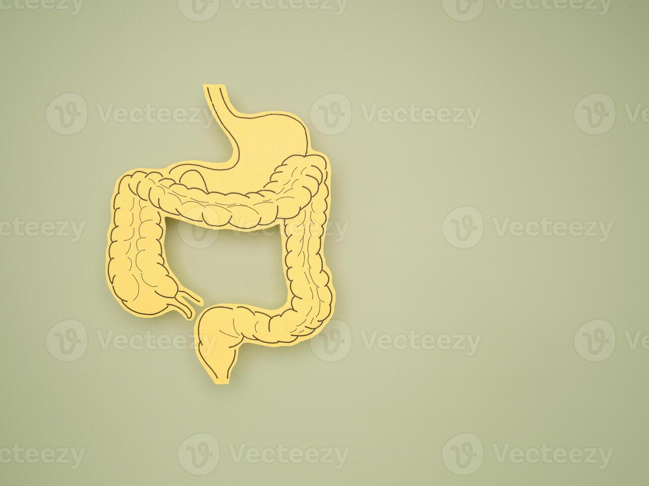 Intestine symbol made from paper on a green background photo