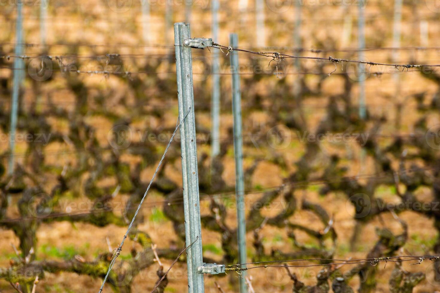 close up view of a vineyard in winter or early spring, detail of vineyard posts and pruned vines photo
