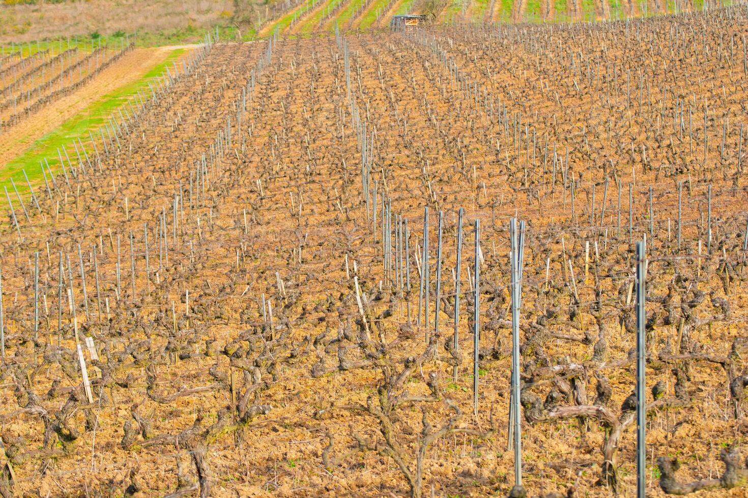 vines and wires in a dormant vineyard in winter or early spring, detail of vineyard posts and pruned vines photo