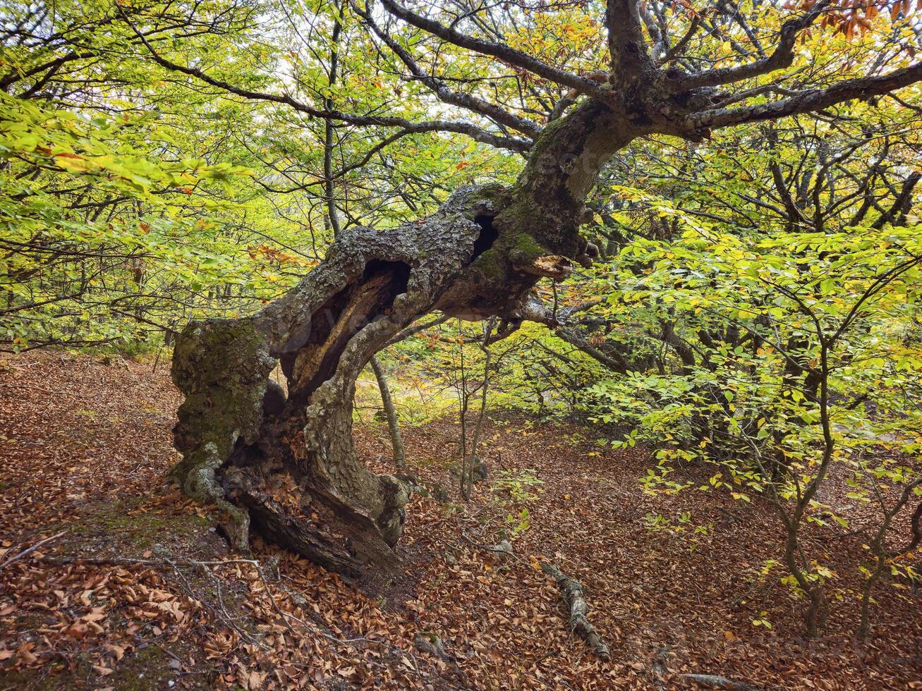autumn forest. In the trees, the leaves are yellow color photo