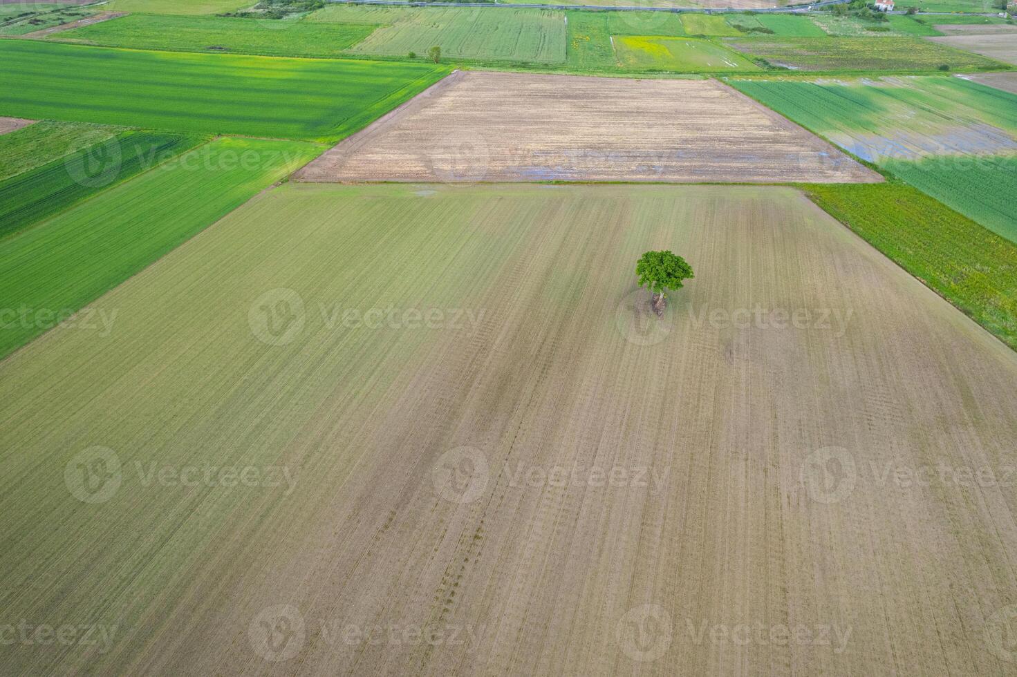 overhead aerial drone view of agricultural mosaic fields with a single tree photo