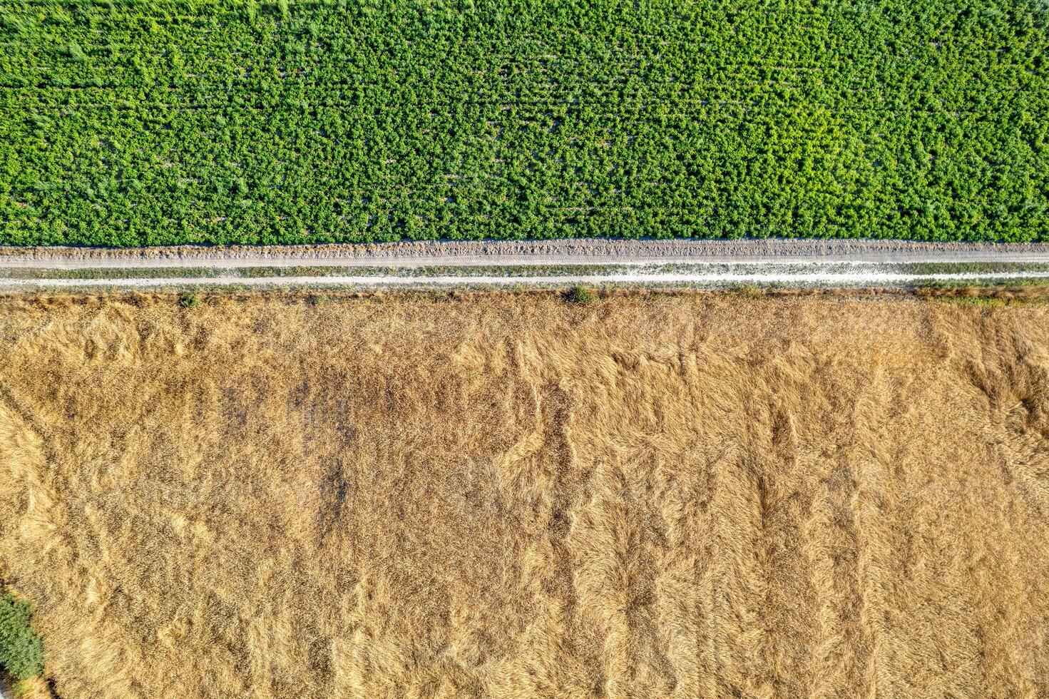 aerial overhead drone view of green and golden fields separated by a path photo