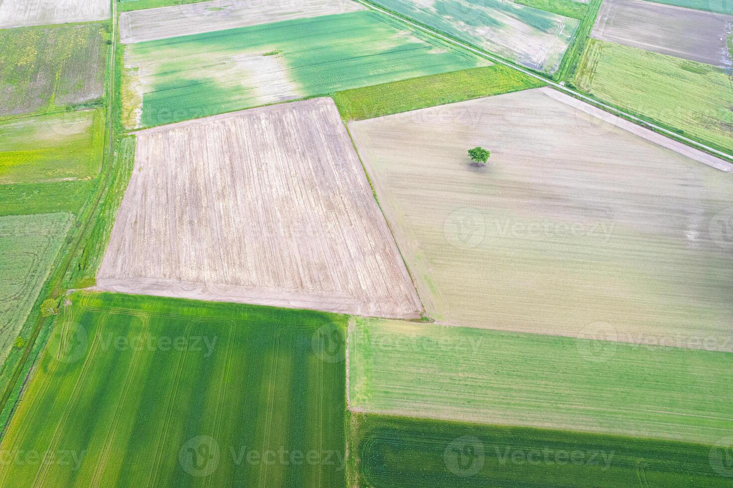 geometric patchwork of rural fields with a solitary tree from above, aerial drone view photo