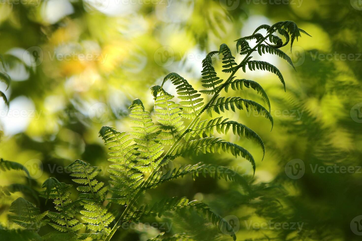 Close-up of fern in the forest on a spring morning photo