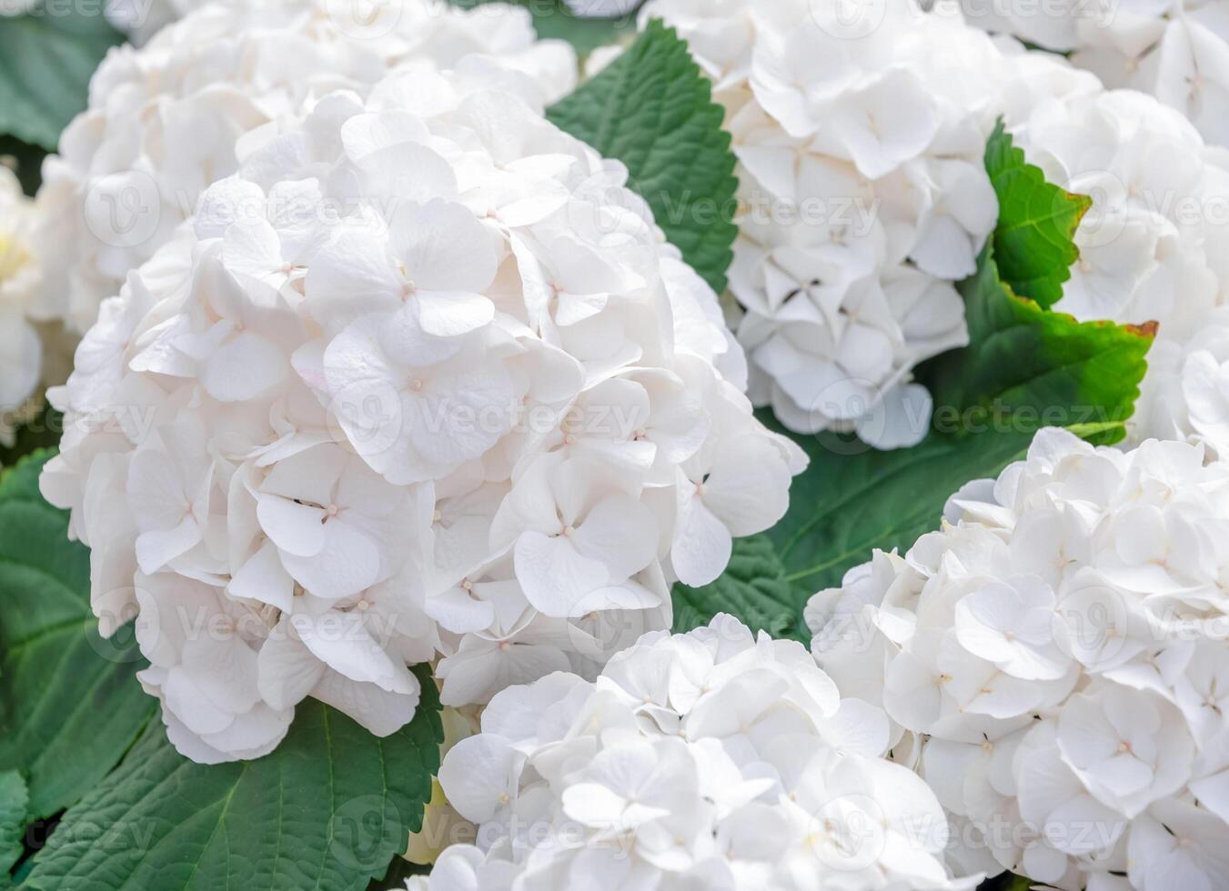 stunning white hydrangea flowers blooming in a vibrant garden, showing a delicate and elegant natural floral background, photo
