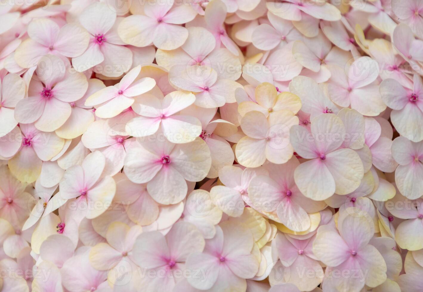 Hydrangea flowers with delicate vanilla pink blooms create an elegant floral background suitable for card designs and other printed materials, photo