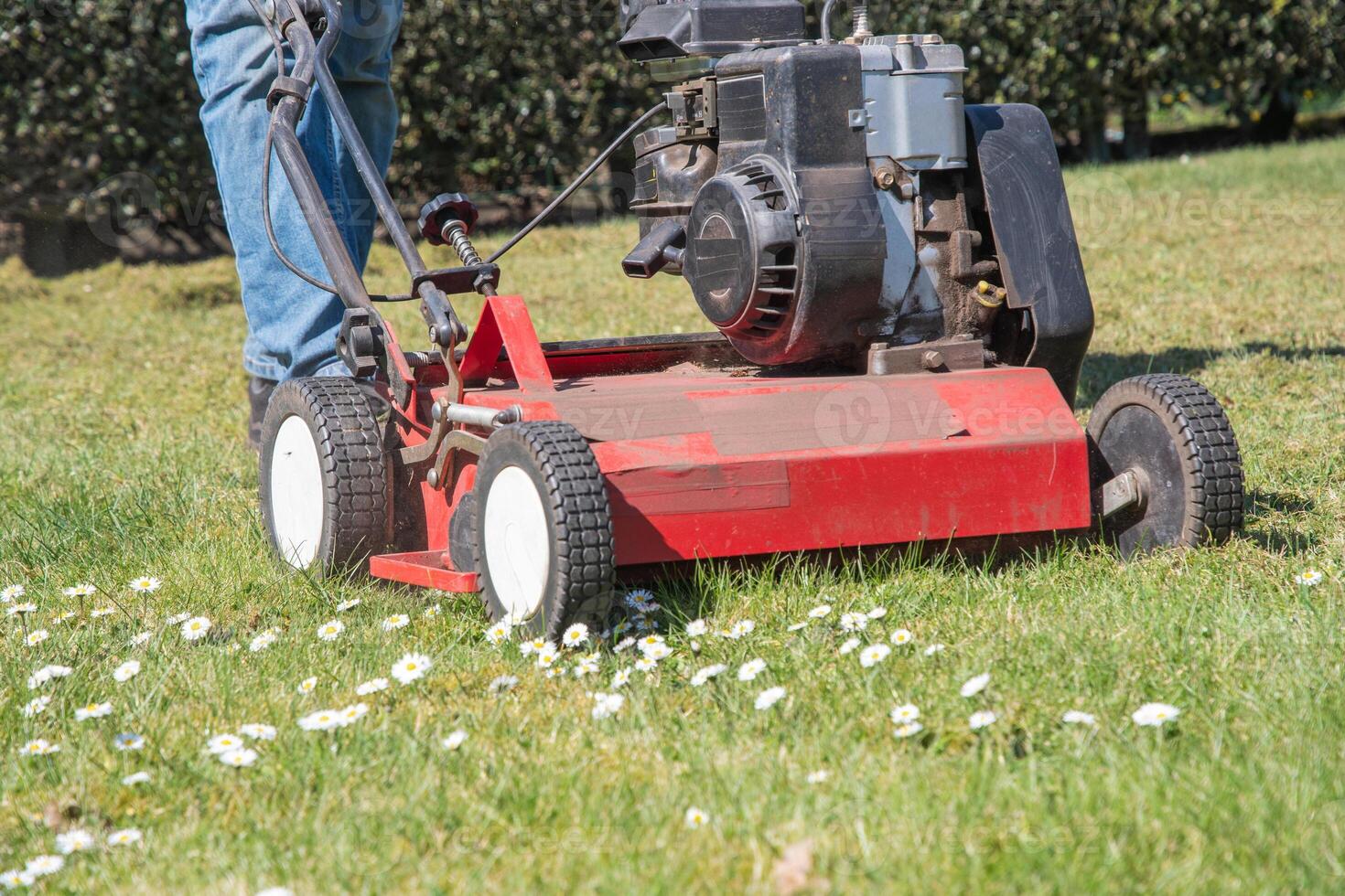 Professional gardener removes moss from green lawn with blooming white daisies using scarifier, improving grass health on sunny spring day, enjoying beauty of nature and outdoor work, photo