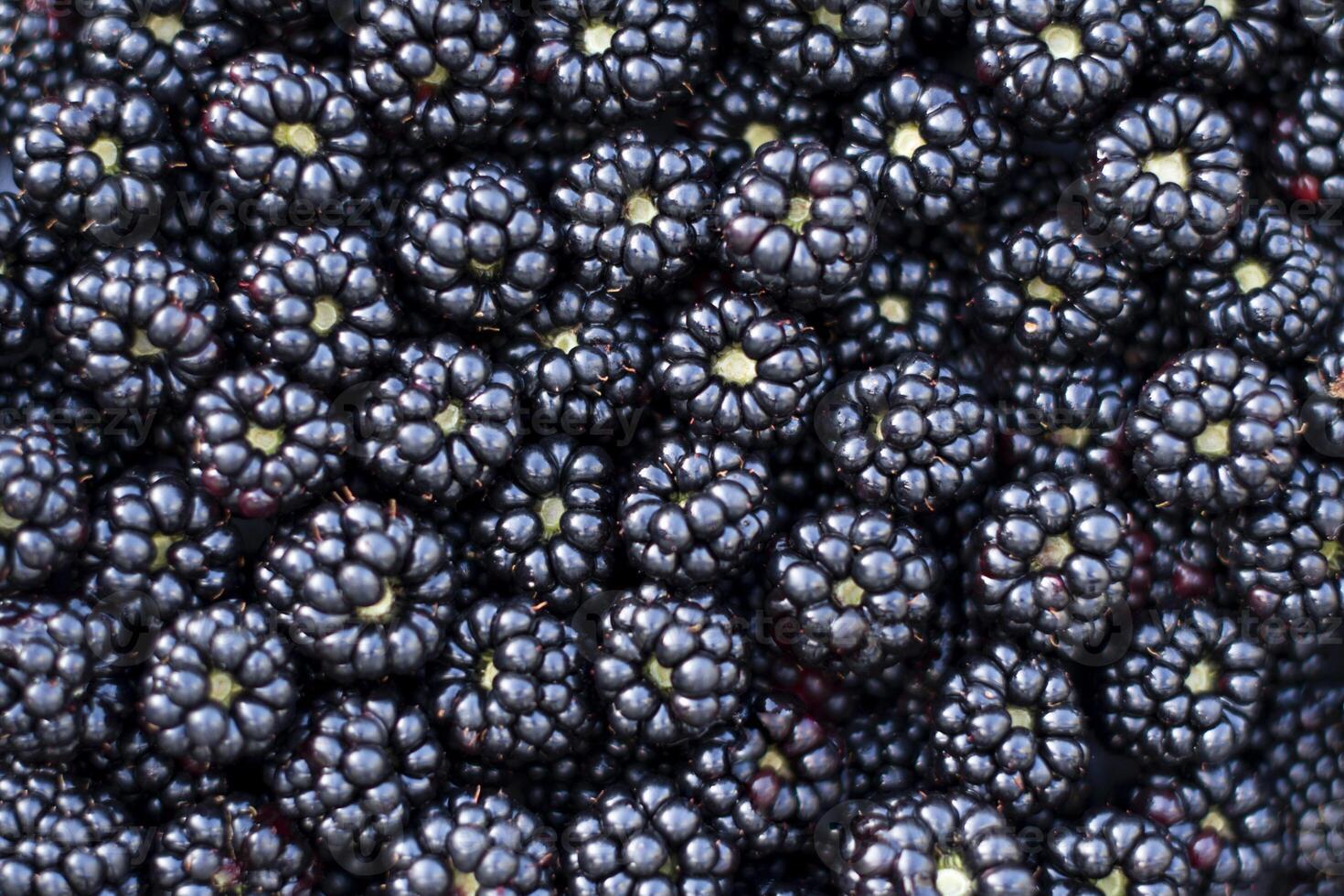 Ripe blackberries form dark, dense and textured layer, rich deep blue color with the back of berries visible, creating an attractive visual image, photo