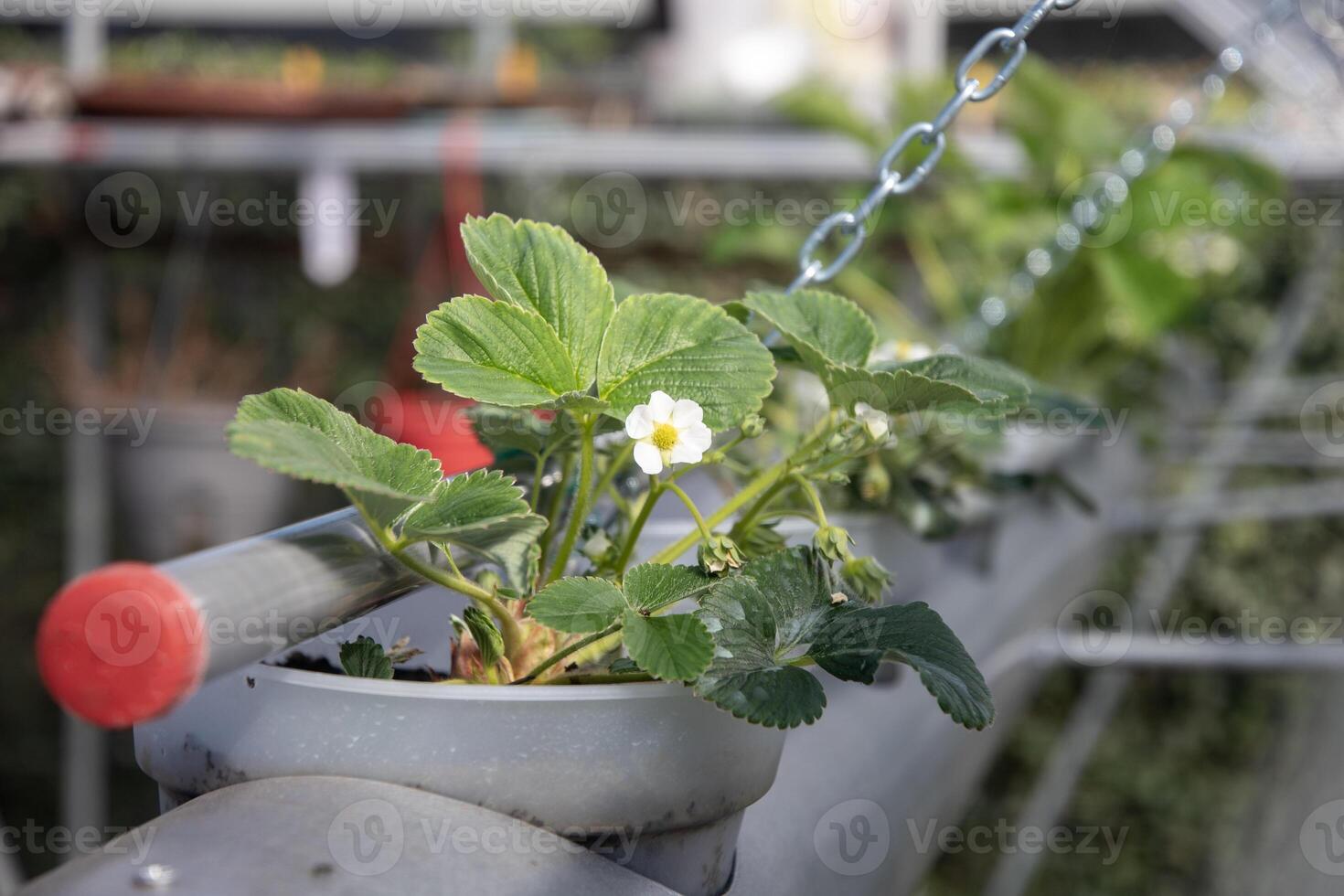 Flowering strawberry plant in a pot grows in a hydroponic system in a greenhouse, demonstrating the technology of growing fruit without soil, photo