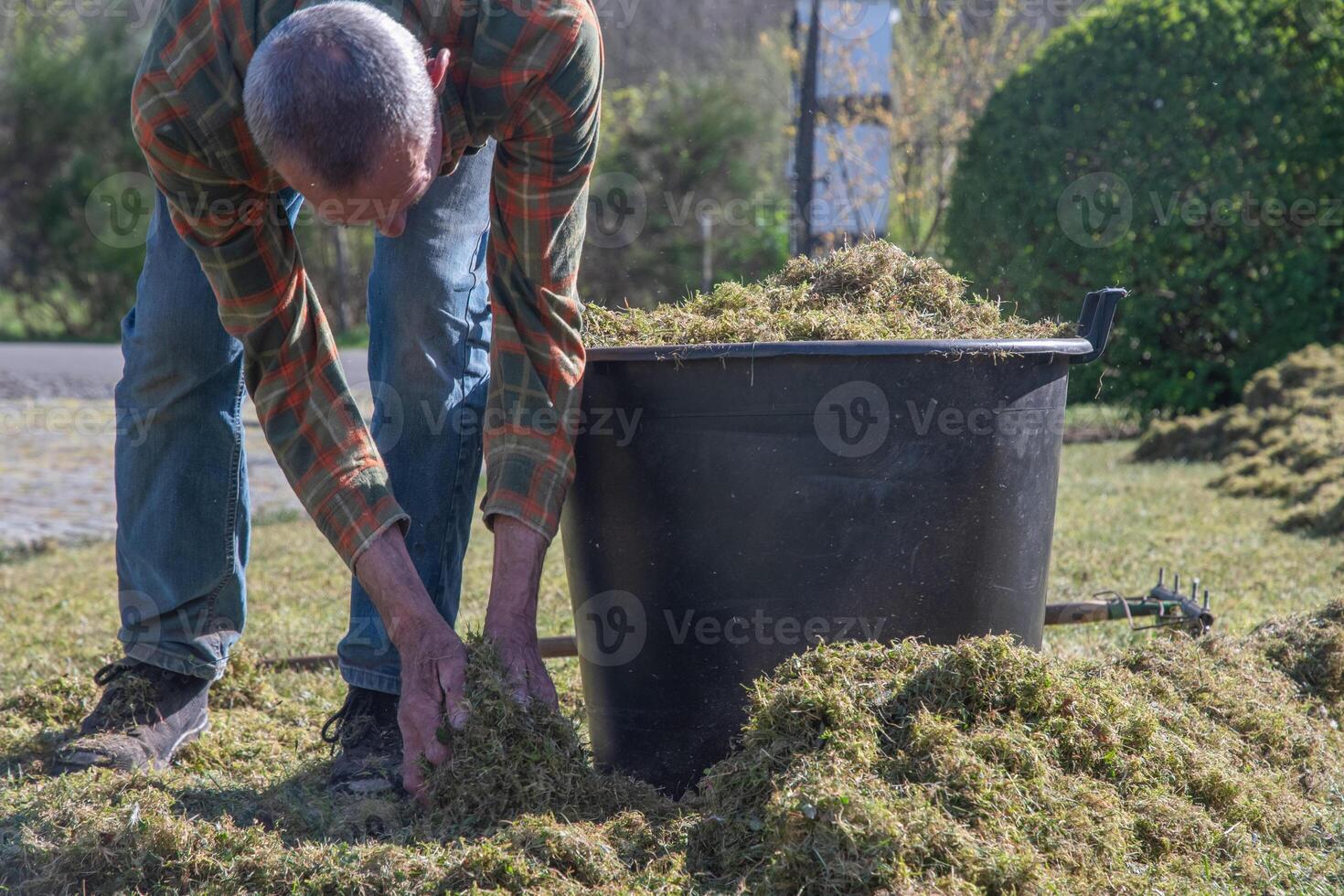 Gardener filling large black plastic bucket with moss and dry grass, which are removed with scarifier, from lawn, concept of seasonal garden maintenance work in spring, photo