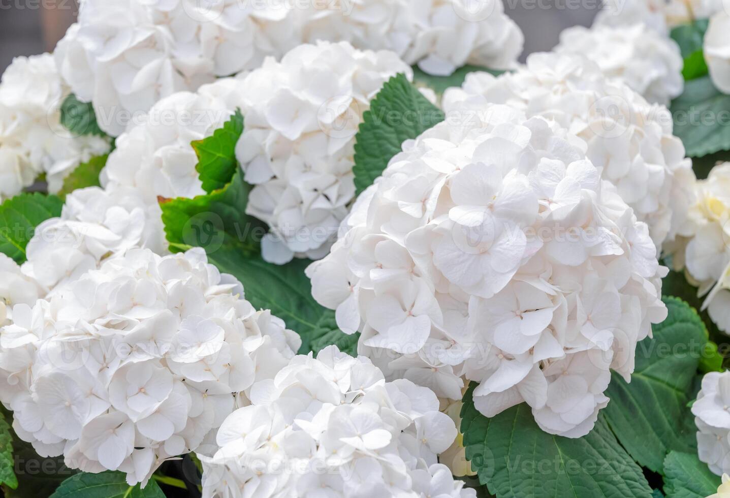 Delicate large white hydrangea flowers blooming in the garden in summer create a delicate and elegant natural picture, ideal for landscape design photo
