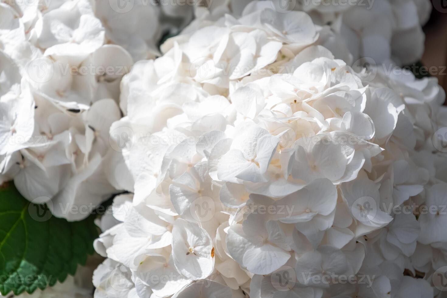 Close up view of stunning white hydrangea flowers blooming in a vibrant garden, showcasing a delicate and elegant natural display that enhances the beauty of the surroundings photo