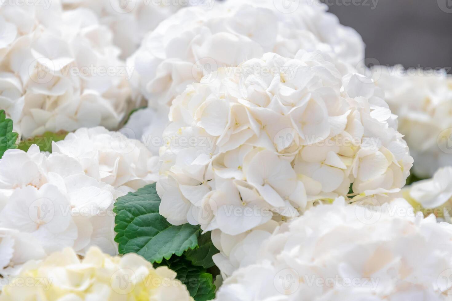 White hydrangea flowers with soft petals bloom profusely creating a floral natural background, emphasizing the serene natural beauty and elegance of the spring garden, photo
