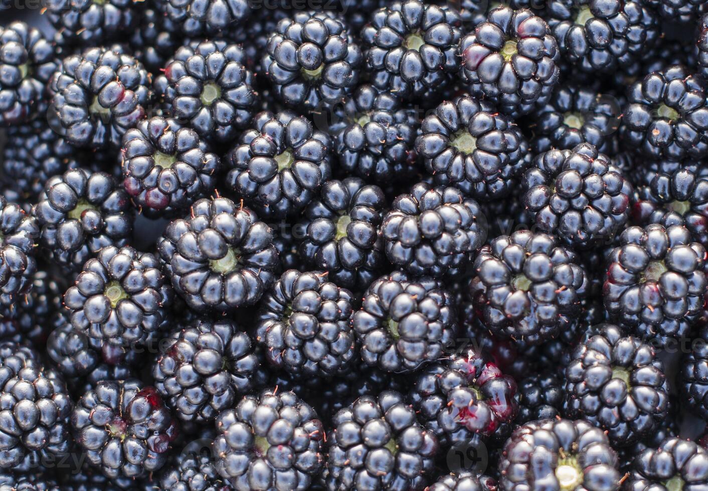 Ripe blackberries form a dark, dense and textured layer,rich deep blue color with the back of the berries visible, creating an attractive visual image, photo
