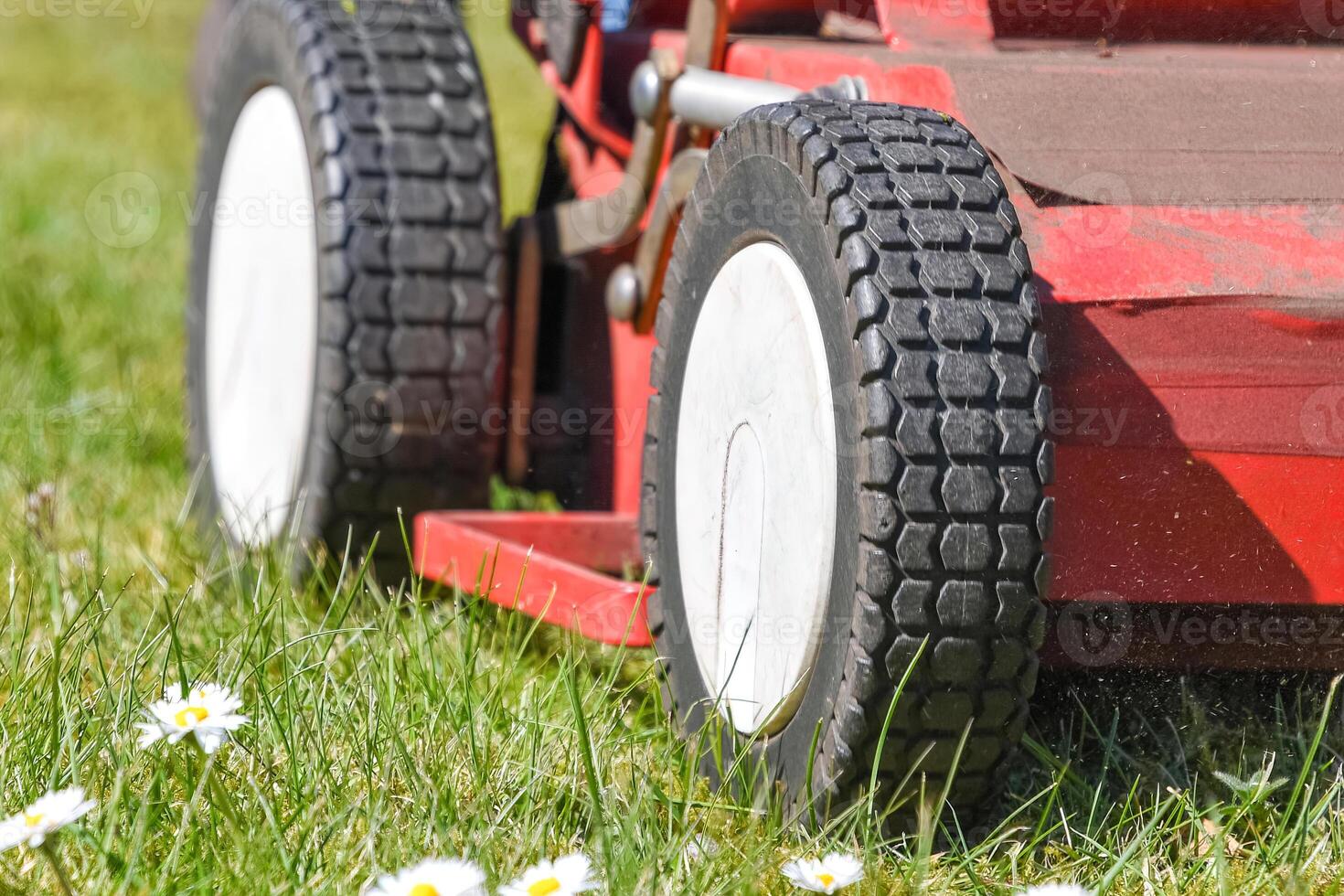 Close up of wheels of red scarifier or lawn mower on wheels removing moss and cutting lush grass in bright garden on sunny day, petrol powered, photo