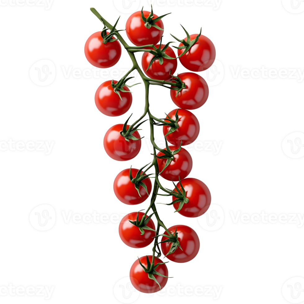 Cherry Tomatoes on Vine Fresh Red on transparent background png