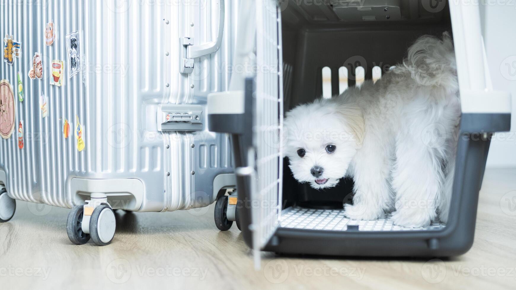 Adorable Maltese puppy looking out from a crate beside a decorated silver suitcase. photo