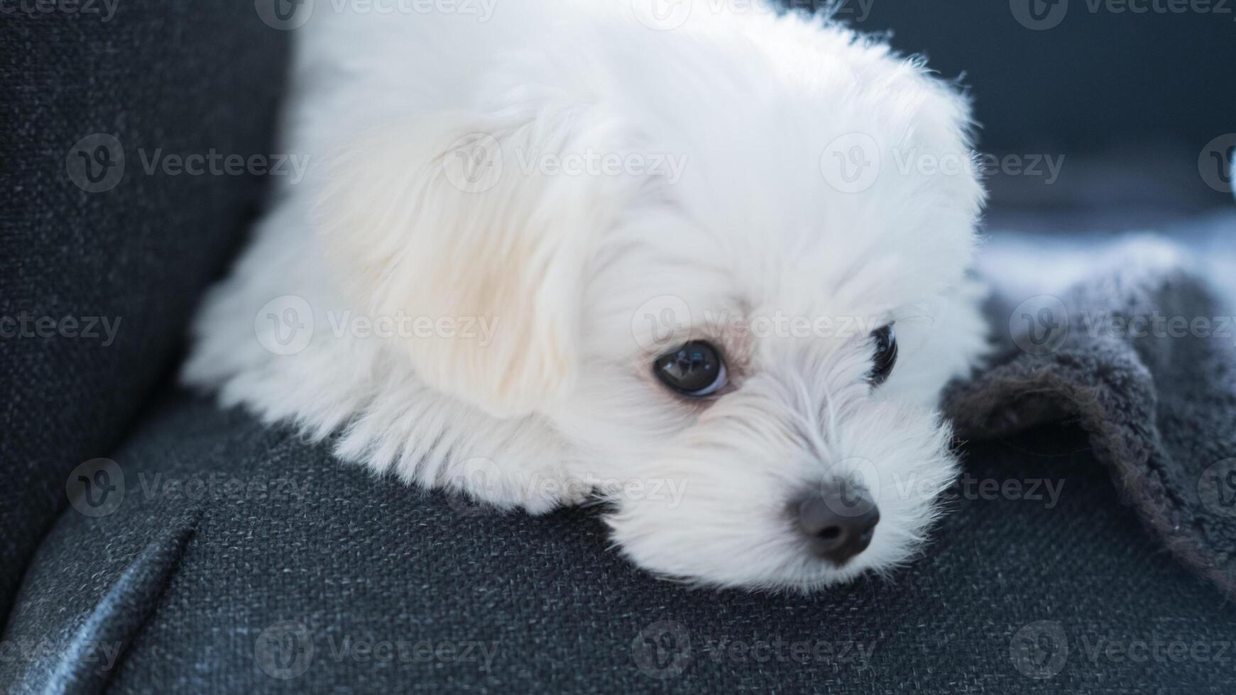 Close-up of a white Maltese puppy lying quietly on a couch, eyes wide open in peaceful stillness. photo