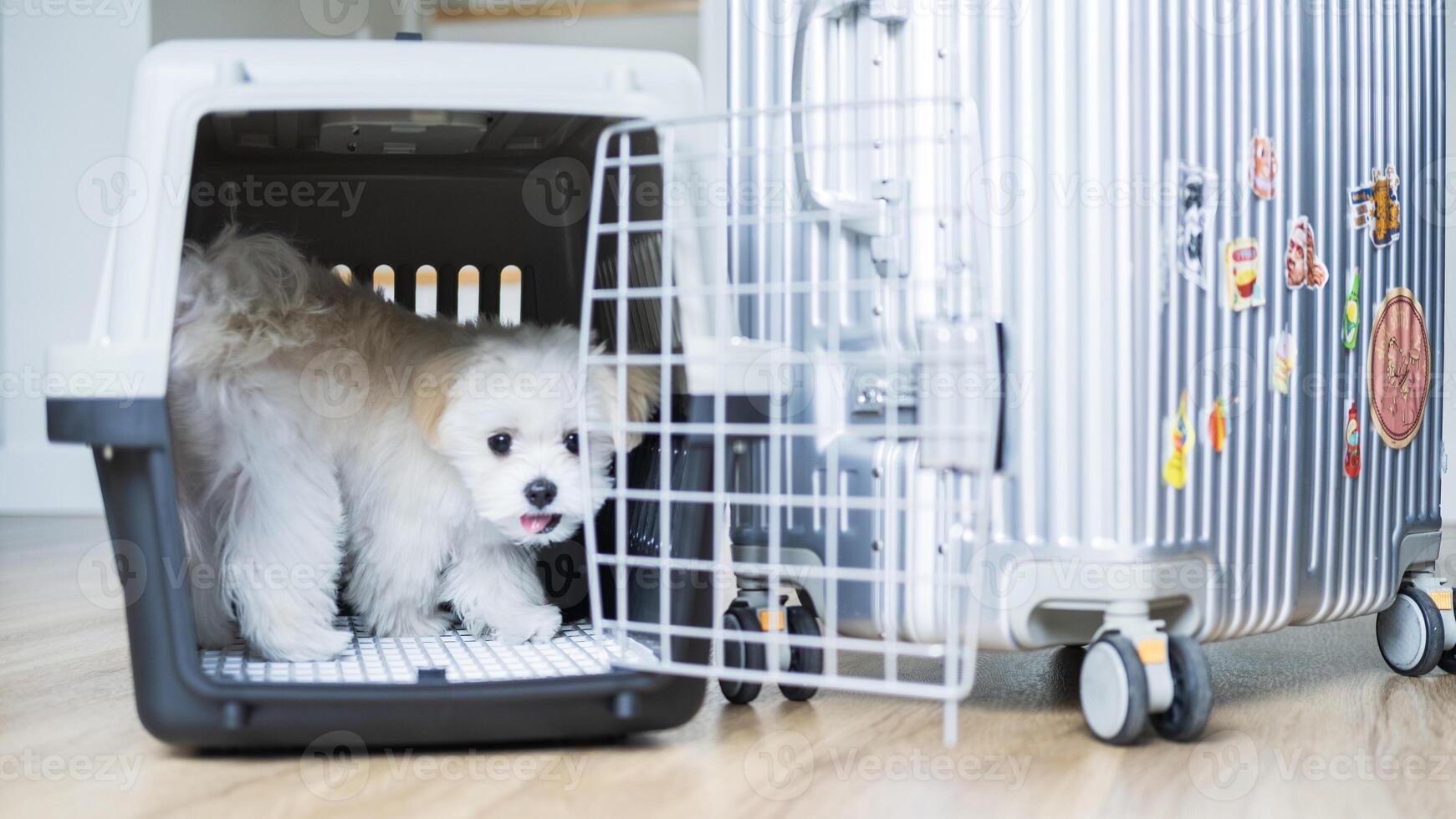 Maltese puppy peeks out from travel crate next to a silver suitcase, ready for an adventure. photo