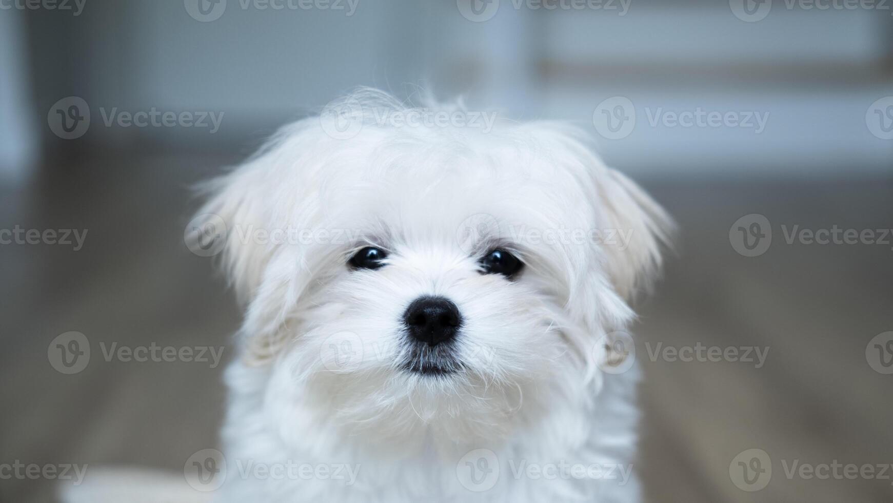 A white Maltese puppy stares quietly with gentle, soulful eyes, expressing a sense of innocence, longing, and vulnerability in a calm indoor environment. photo