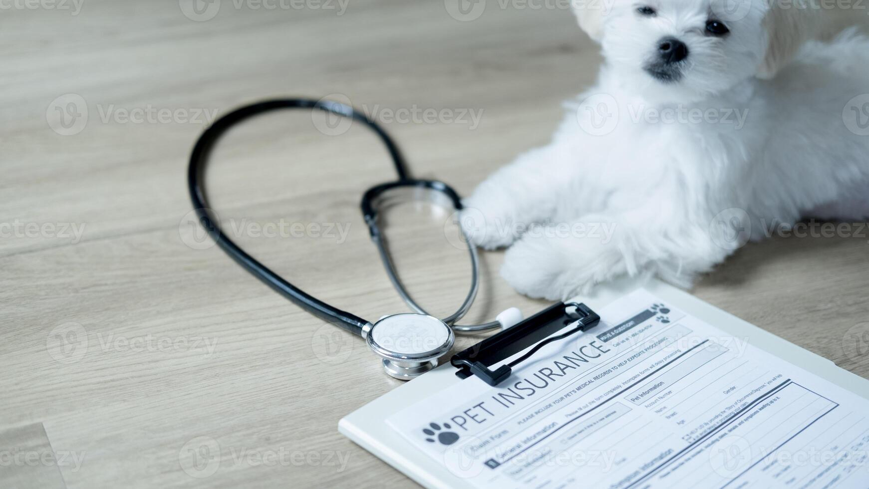 White fluffy puppy curiously looks at a pet insurance form and stethoscope, highlighting the importance of animal health awareness and documentation. photo