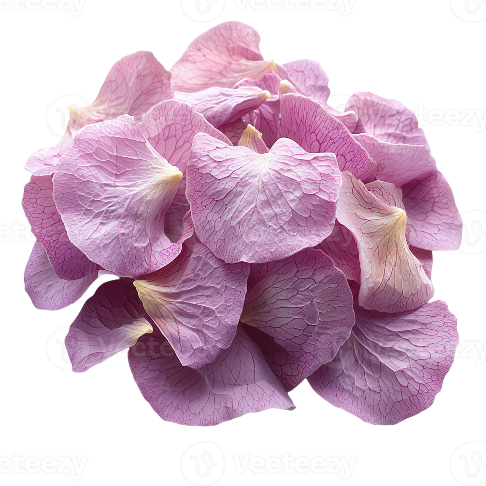 Close up of pink petals floral arrangement for spring designs use isolated on transparent background png