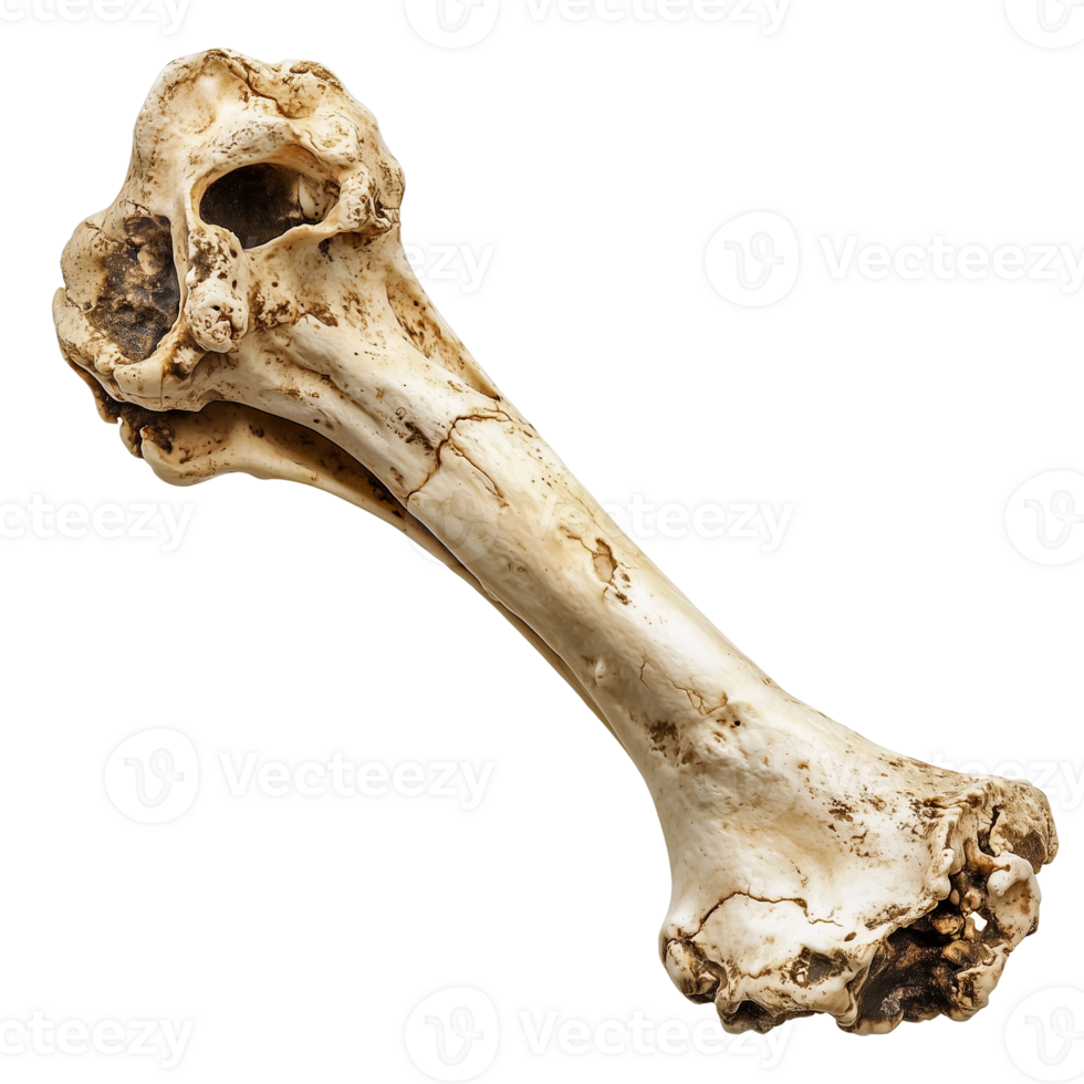Anatomical bone structure fossil remains skeletal system study element isolated on transparent background png