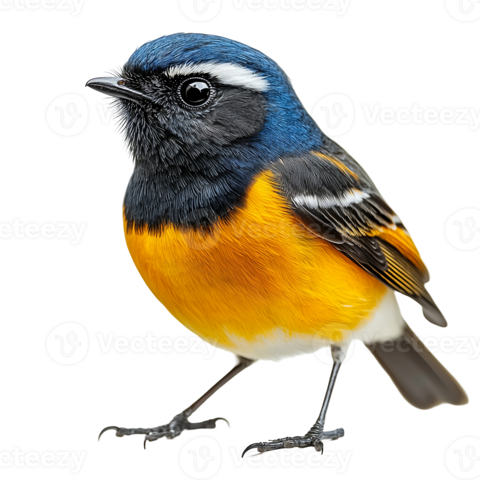 Isolated rufous bellied niltava bird wildlife avian animal fauna ornithology isolated on transparent background png