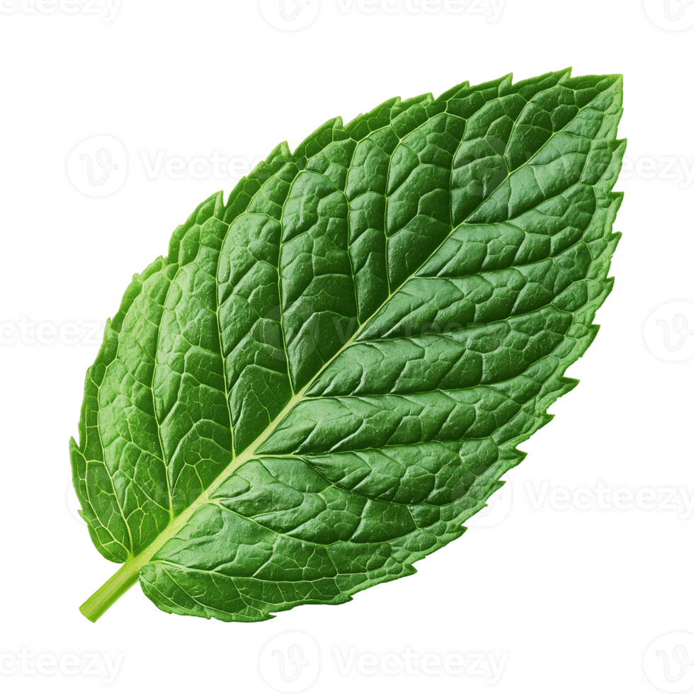 Fresh spearmint leaf close up single herb for tea or culinary ingredient use isolated on transparent background png