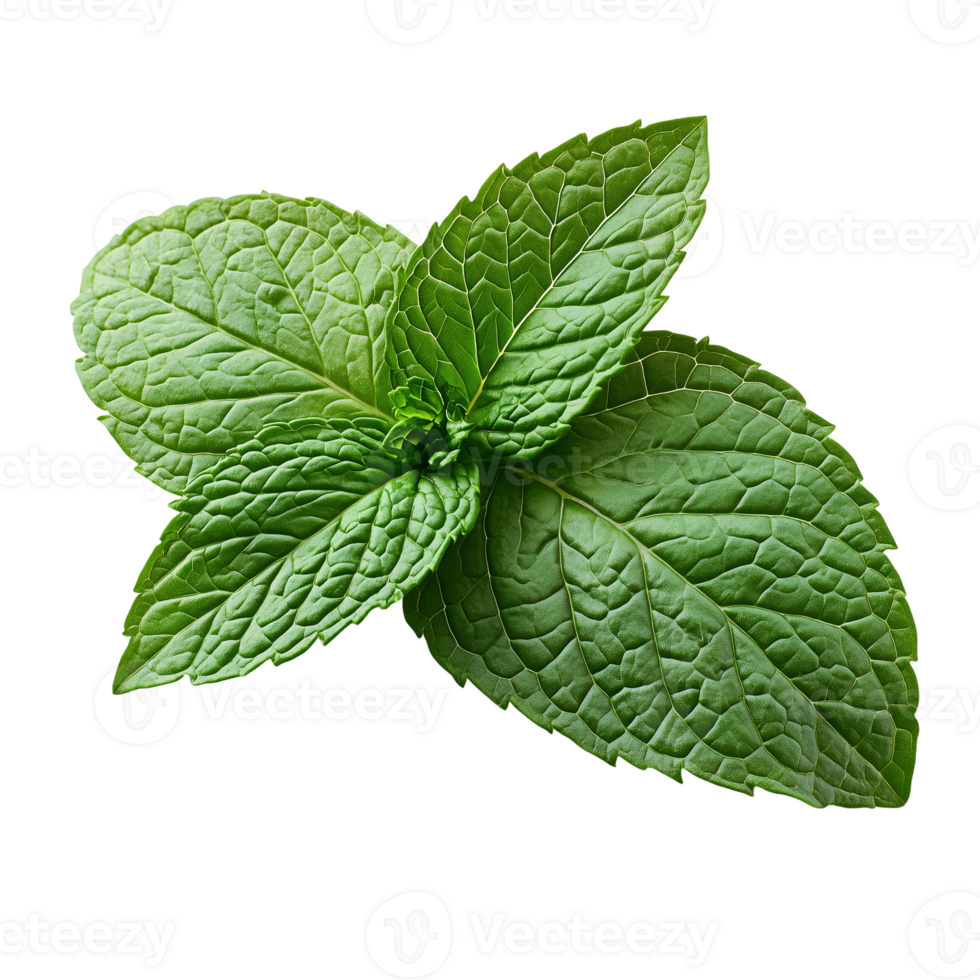 Fresh green mint leaves aromatic herb culinary ingredient close up view isolated on transparent background png