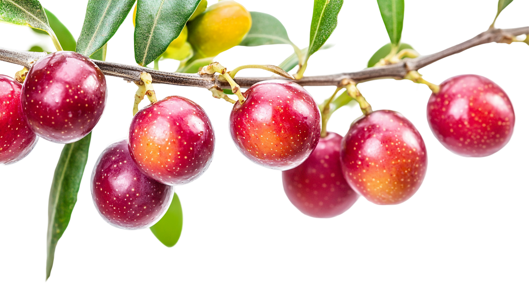 Fresh red cherries on branch ready to be harvested isolated on transparent background png