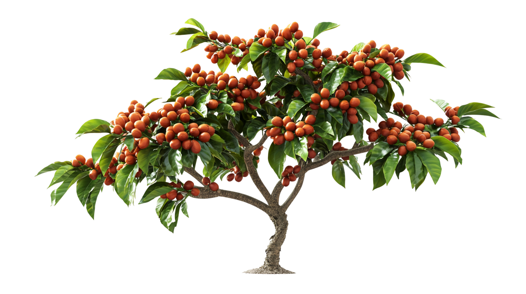 Red berries tree plant foliage botanical garden art isolated on transparent background png
