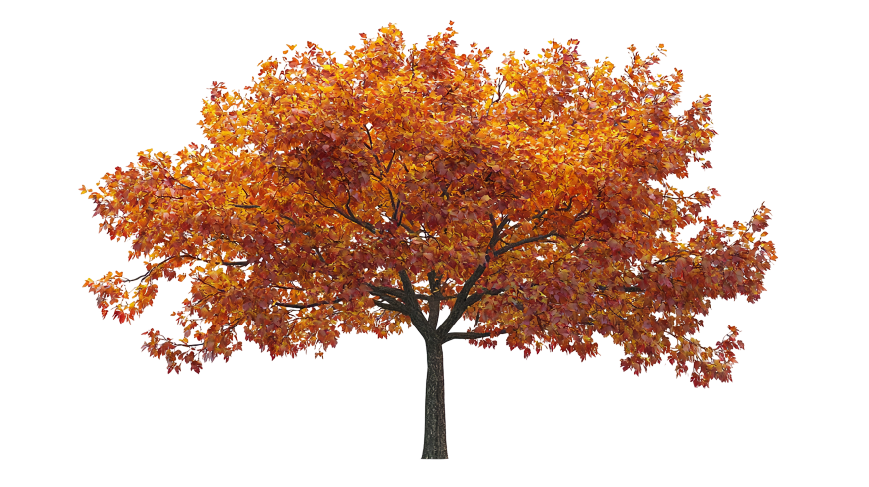 Autumn foliage tree with orange leaves on display isolated on transparent background png